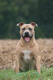 AMSTAFF ADULT 579